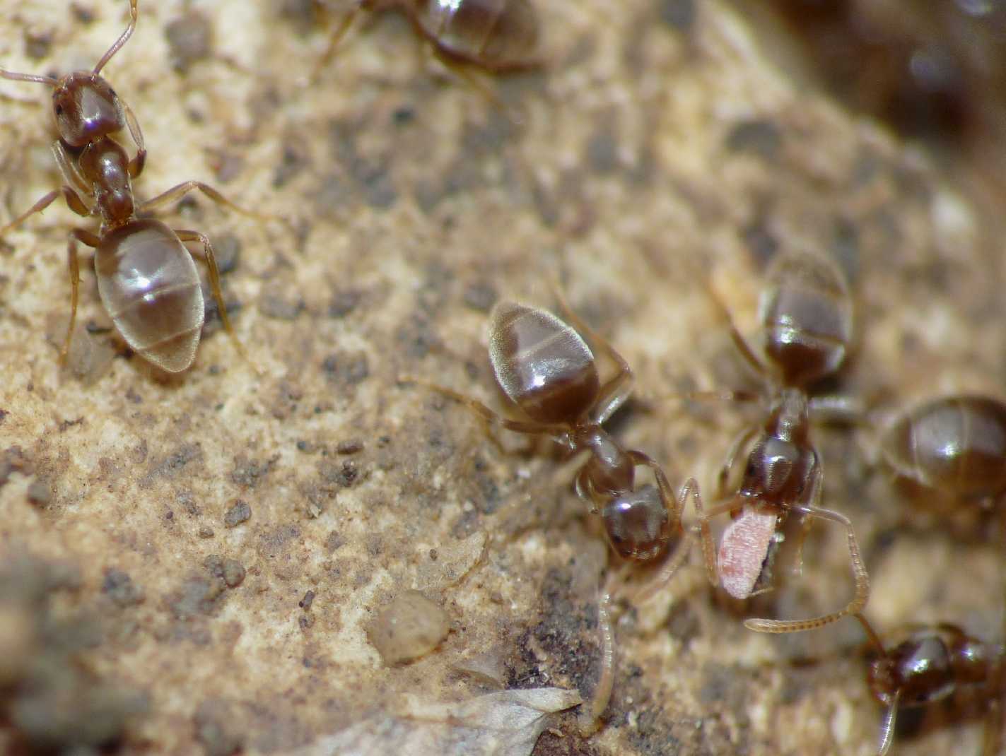 Possibile coccide ospite delle formiche Bothriomyrmex